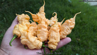 Tiberius Mauler Peach - Pepper Seeds - White Hot Peppers